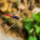 Roseate skimmer