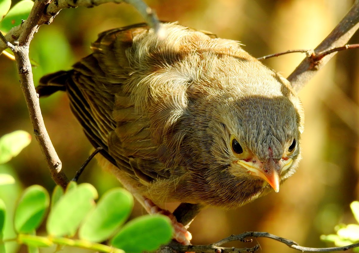 Yellow-billed babbler (Juvenile)