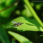 Chalcididae 粗腿小蜂科