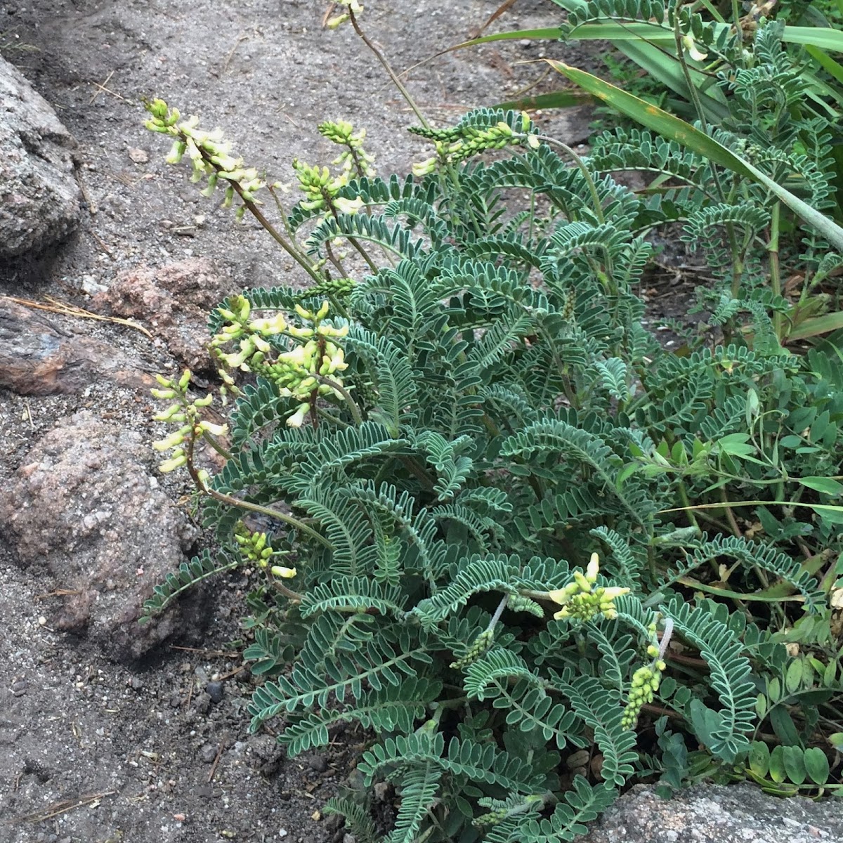 Morro Milkvetch