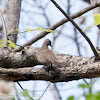 Zebra Dove