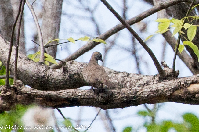 Zebra Dove