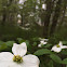 Flowering Dogwood