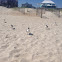 Laughing Gull