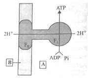 Mechanism of Aerobic Respiration