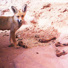 Arabian Red Fox