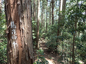 左に折れて栃古山へ進む