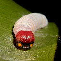 Bloody spot or Guava skipper