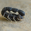 Small Black Scorpion