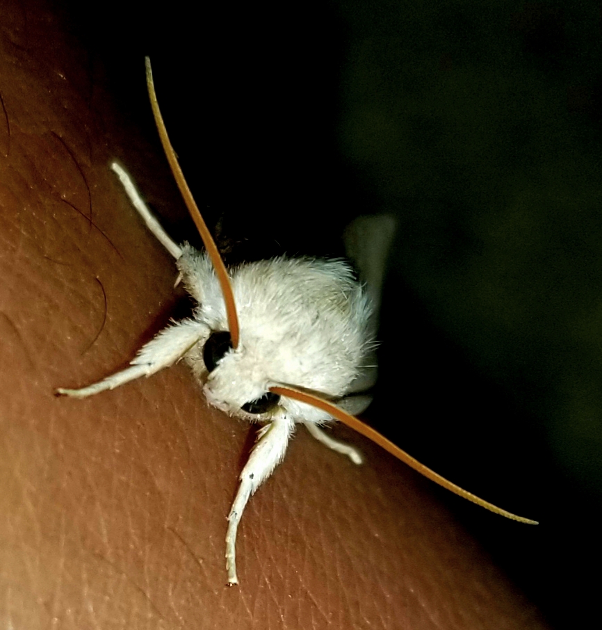 Henry's marsh moth