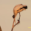 Wood Stork