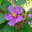 Indian rhododendron