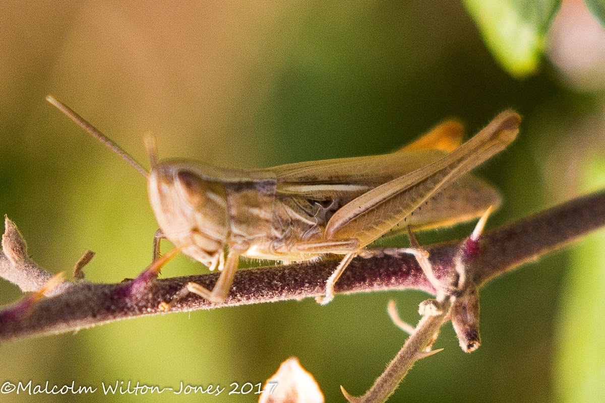 Grasshopper