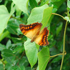 Green Veined Charaxes