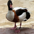 Common shelduck  (female)