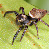 Jumping spider