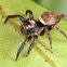 Jumping spider