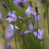 Harebell (Bluebell; Witchs Bells)