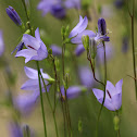 Harebell (Bluebell; Witchs Bells)