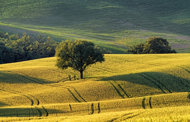 Tra le onde di grano di Damiano