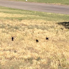 Yellow headed blackbirds