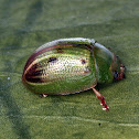 Acacia leaf beetle