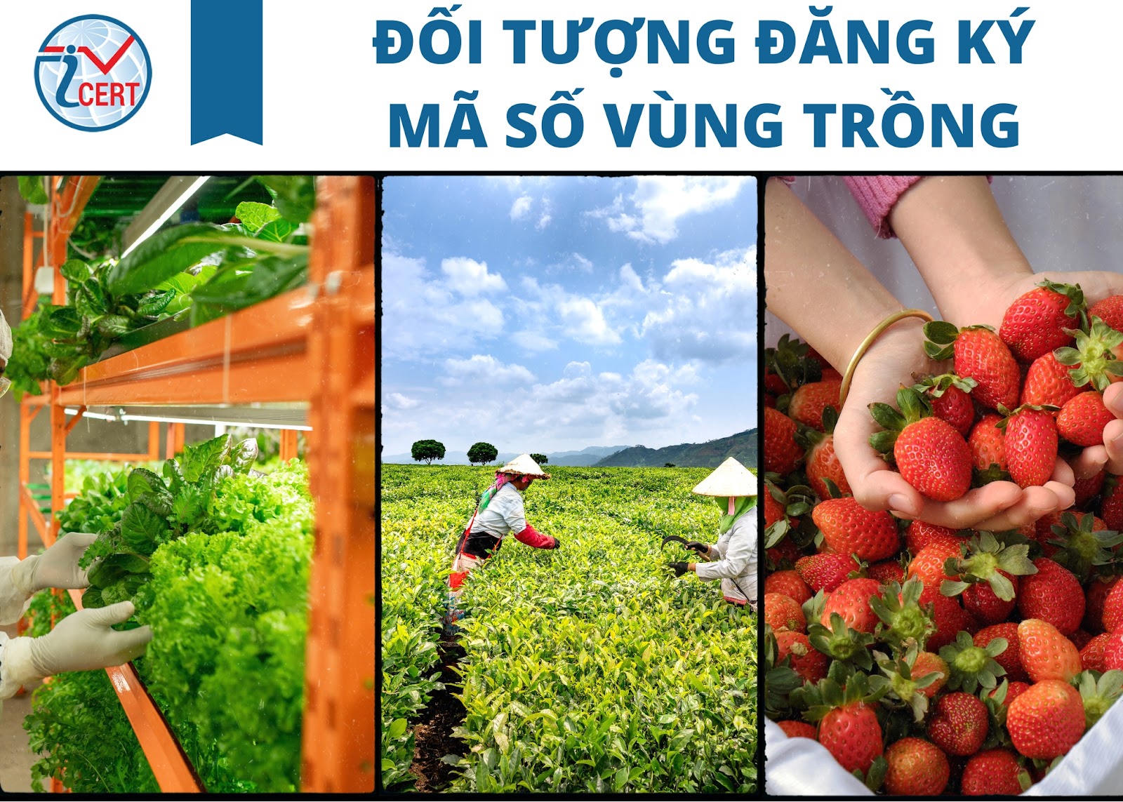 Đăng ký mã số vùng trồng năm 2023 | ICERT -1