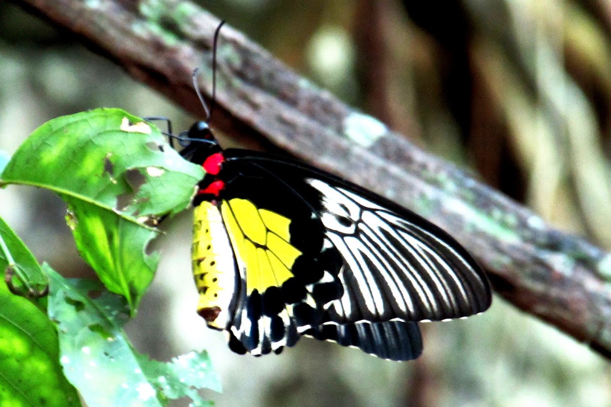 Golden Birdwing ♀