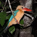 Stork-Billed Kingfisher