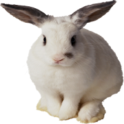 Bunny Widget/Sticker  Icon