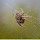 Spider New Tab Page HD Wallpapers Themes