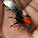 Ladybird spider (♂)