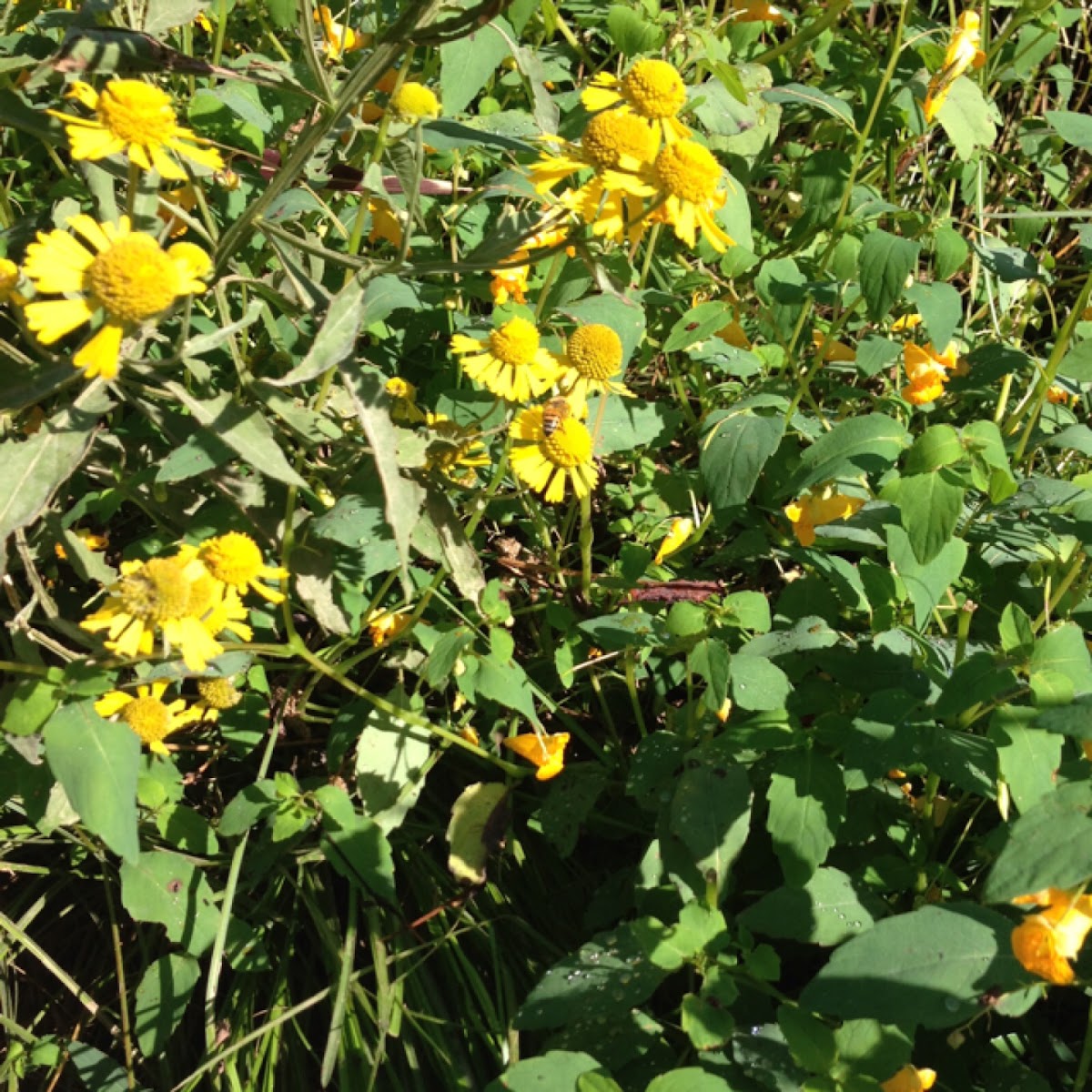 Sneezeweed