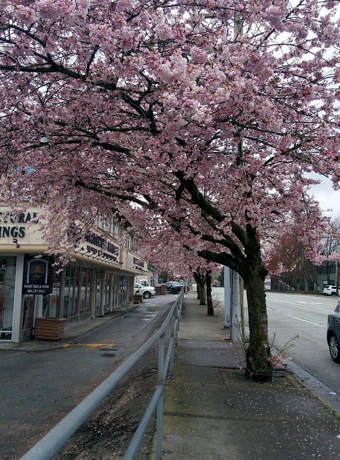 Sakura