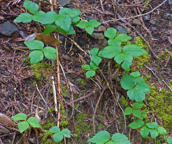 Redwood Nature Trail, Loeb State Park