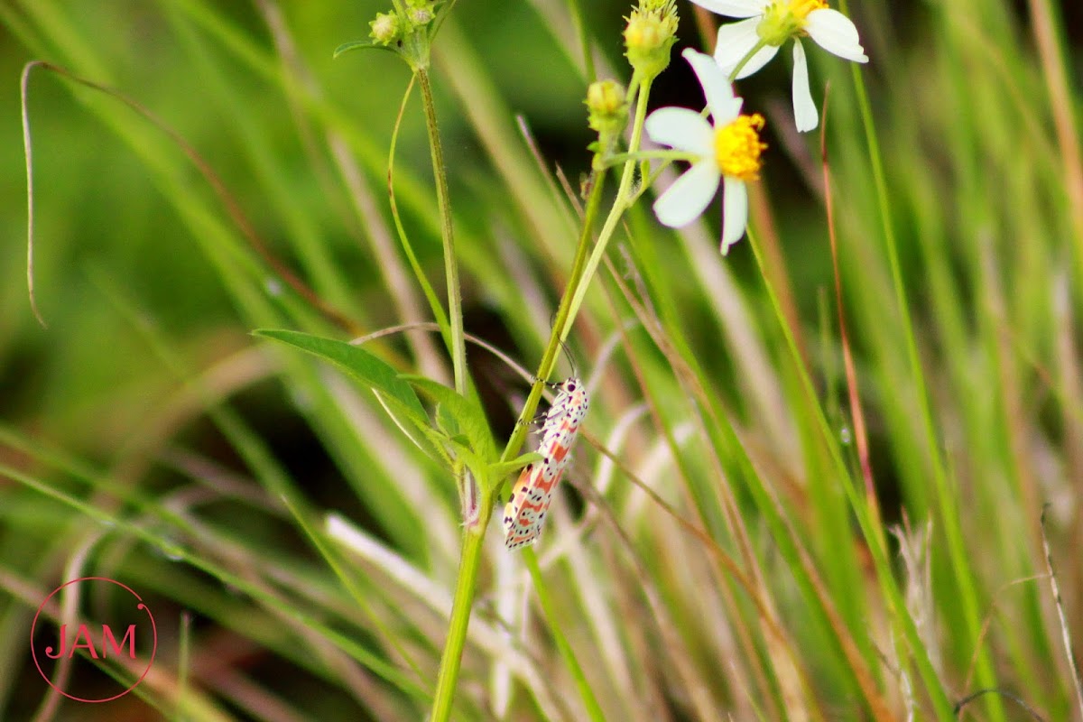 Rattlebox Moth