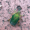 Green June Beetle