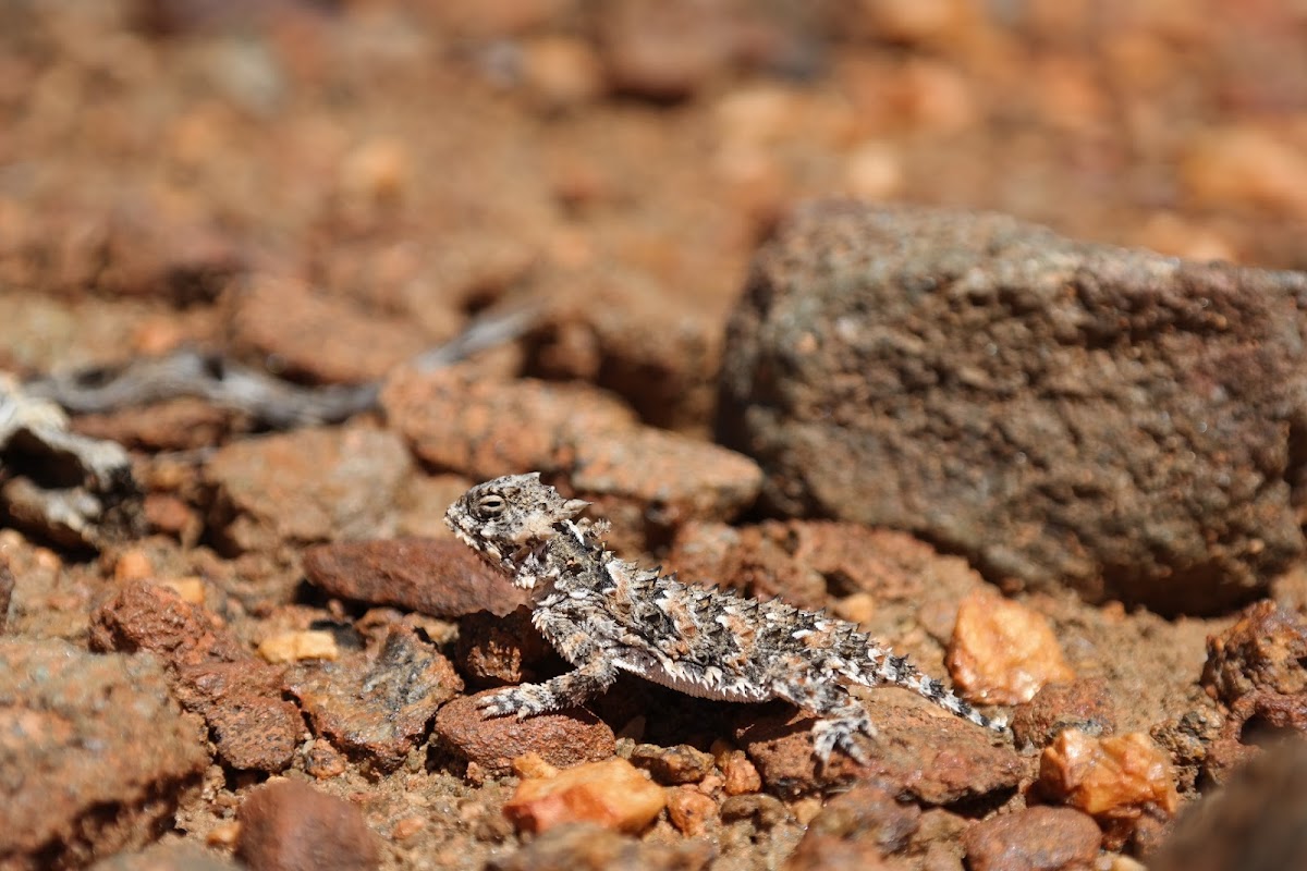 Horned Lizard