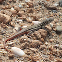 Red-tailed Spiny-footed Lizard