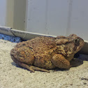 Eastern American Toad