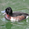 Baer's pochard