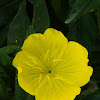 Narrowleaf evening primrose