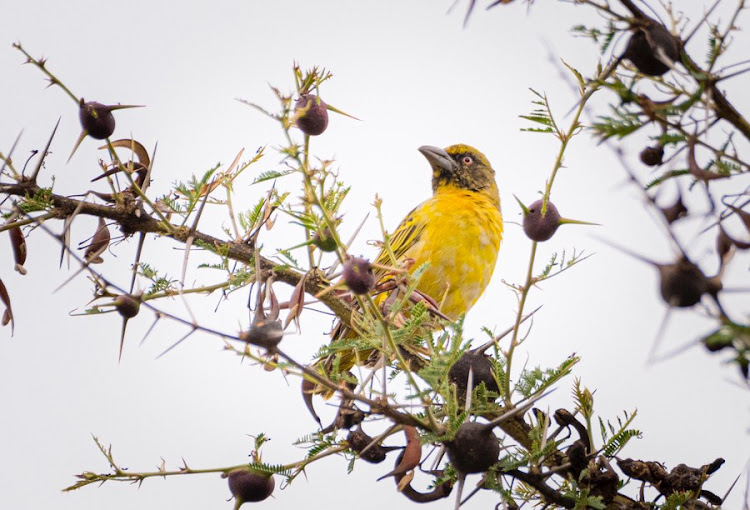 This photo taken on Oct. 4, 2023 shows a Fox's Weaver perching on a tree branch at Pian Upe Wildlife Reserve in Nakapiripirit district of Uganda.