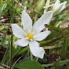 Garden star-of-Bethlehem