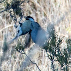 Great Tit; Carbonero Común