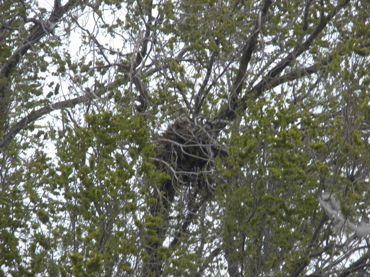 Great Horned owl