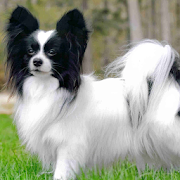 Papillon Dogs Wallpapers 1.0 Icon