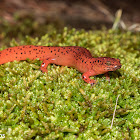 Red Salamander