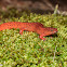 Red Salamander