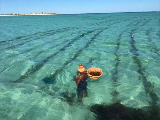 "Coral reefs and mangroves provide protection to coastal habitats. They are also critical habitats for diverse marine life."